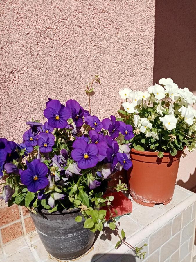 Milica Apartmani Vrdnik Buitenkant foto