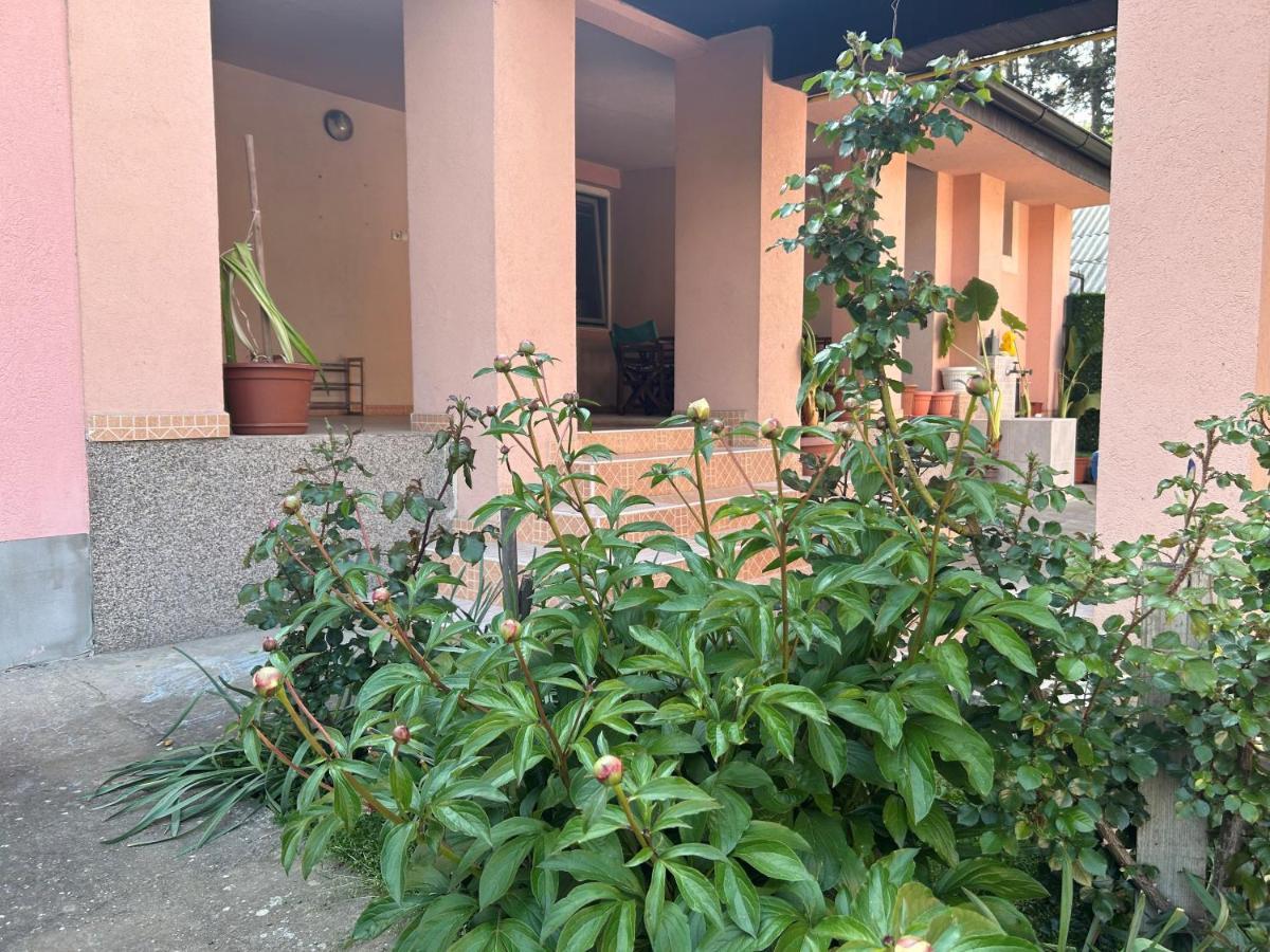 Milica Apartmani Vrdnik Buitenkant foto