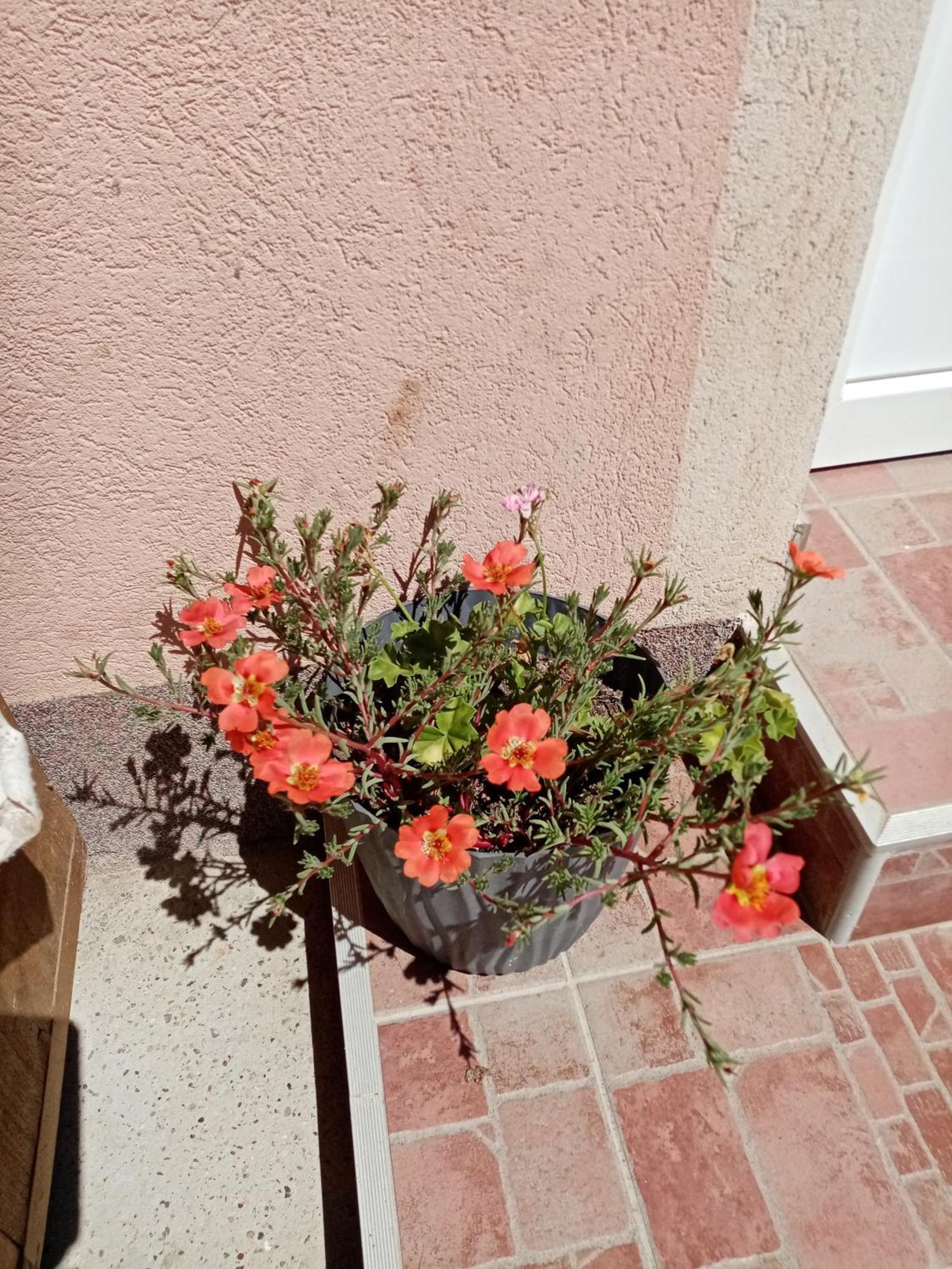 Milica Apartmani Vrdnik Buitenkant foto