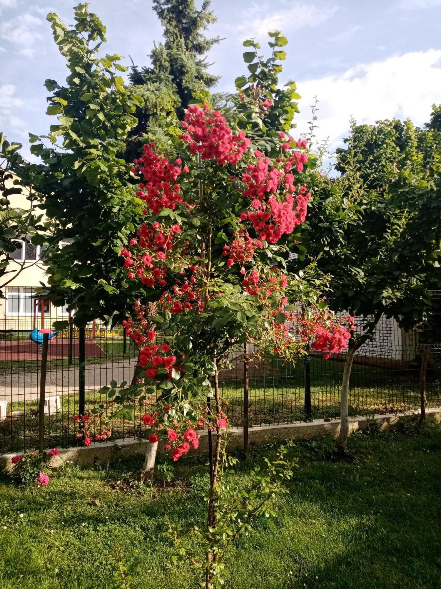 Milica Apartmani Vrdnik Buitenkant foto
