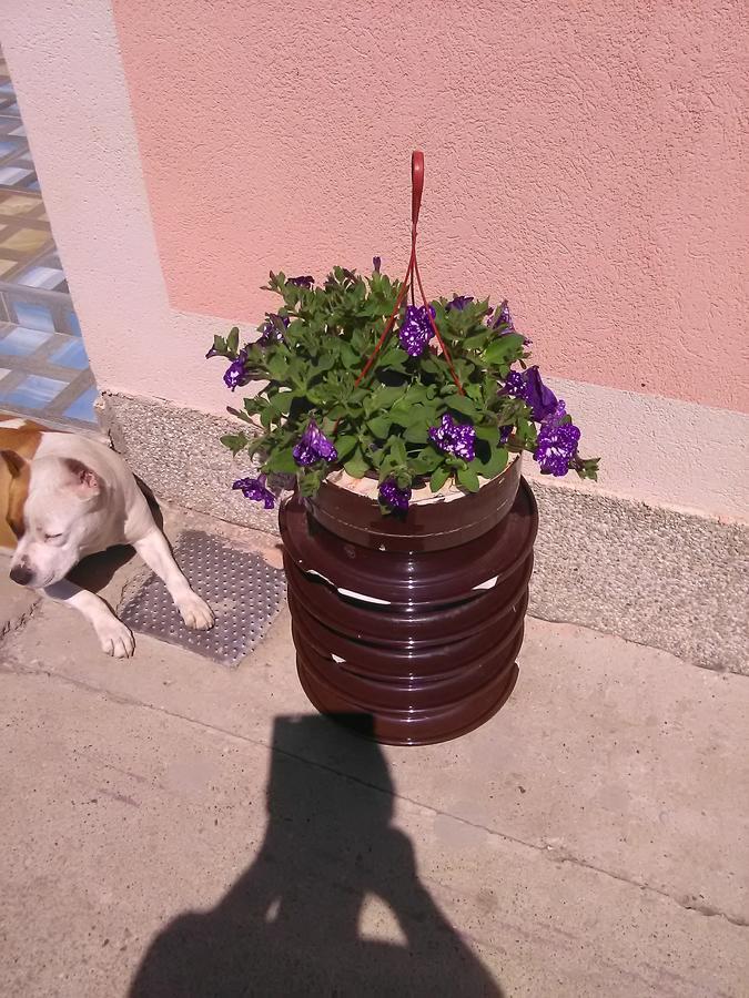 Milica Apartmani Vrdnik Buitenkant foto